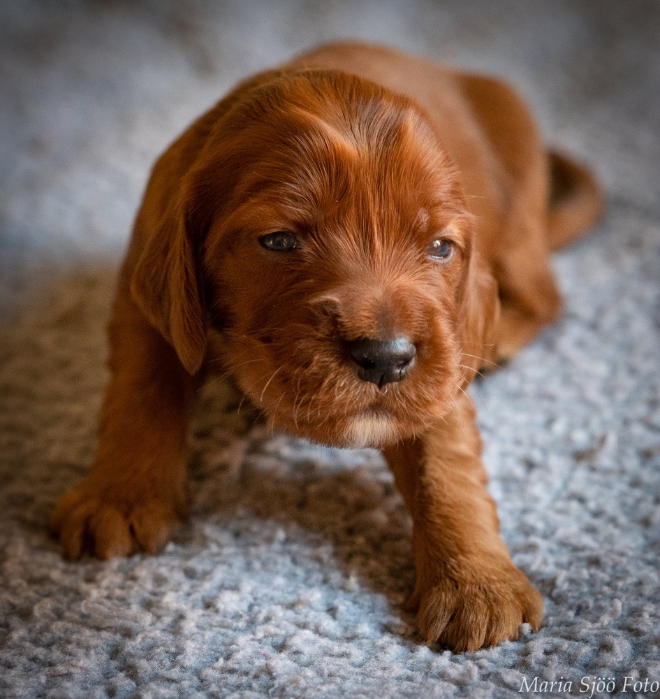 Irish Setter