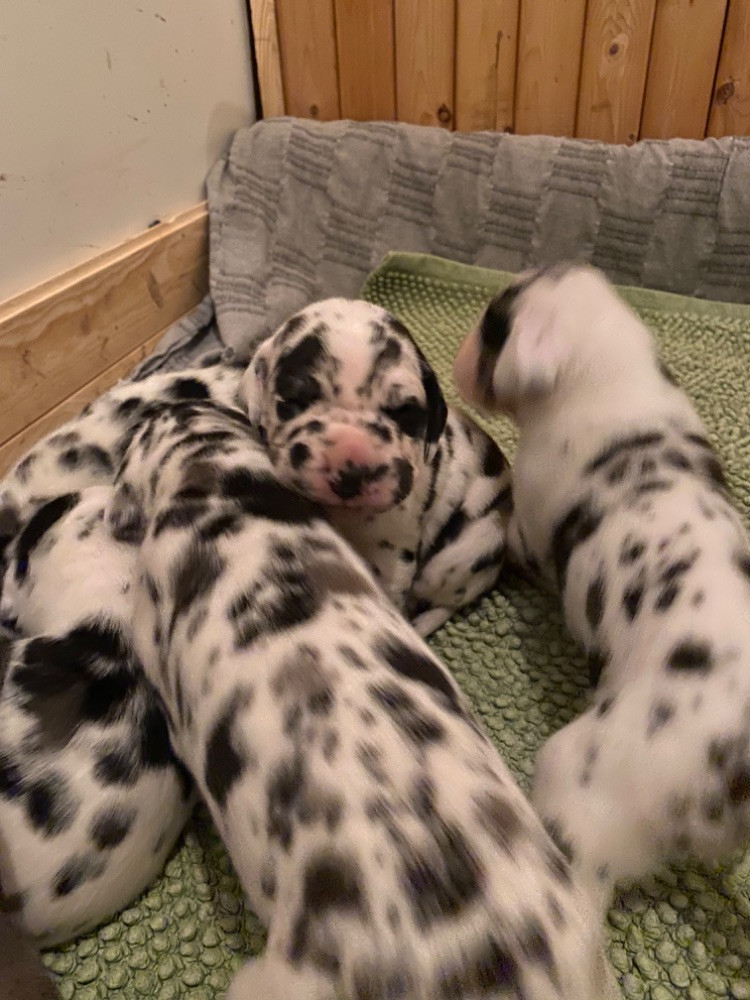 Great Dane (Grand danois)