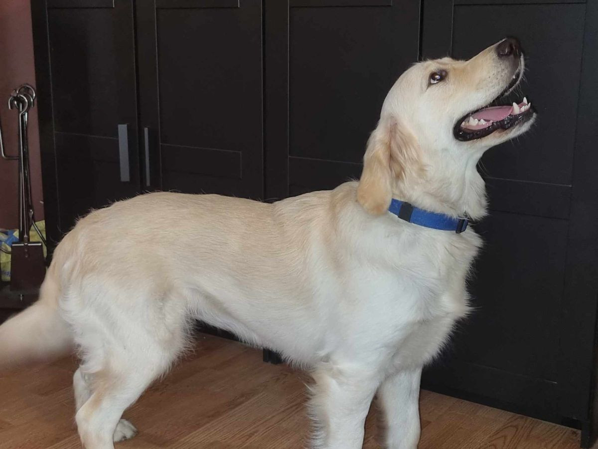Golden Retriever