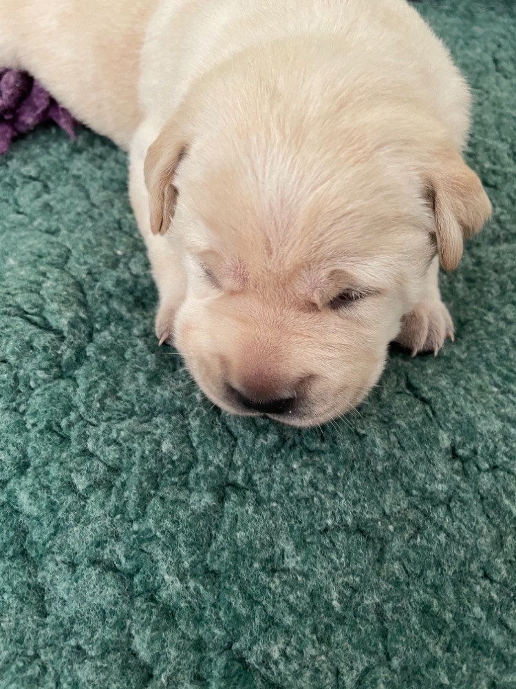Labrador Retriever