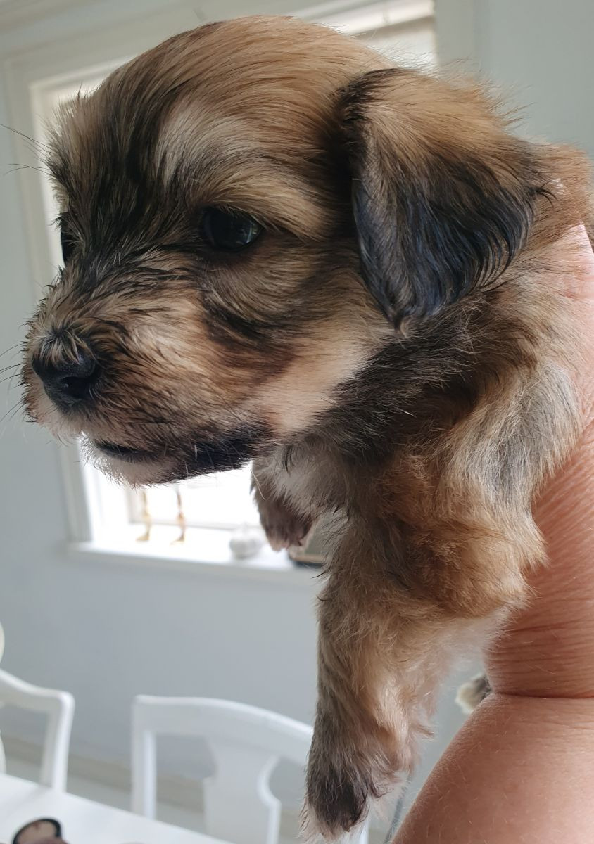Havanese