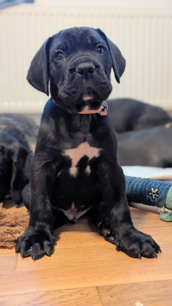 Cane corso