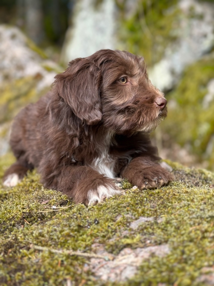 Isadoras Pudel och Cockerpoo