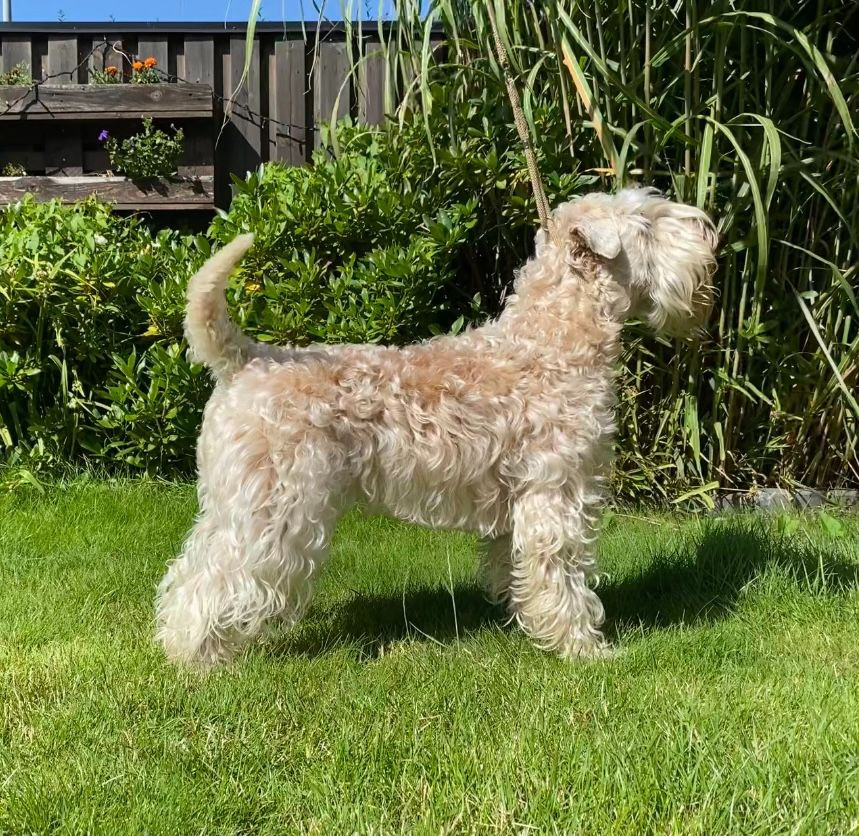 Irish Soft Coated Wheaten Terrier