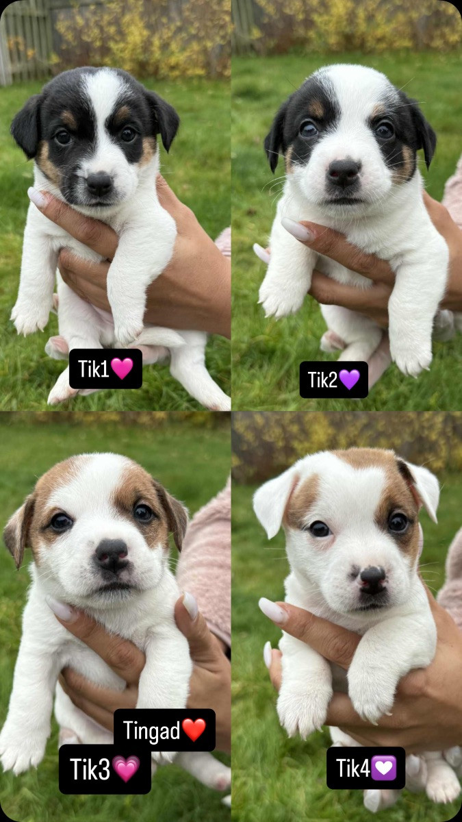 Jack Russell Terrier