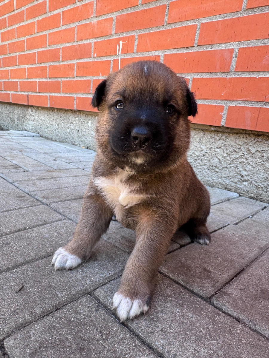 Handler of paws