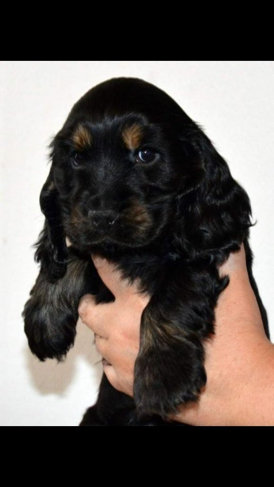 Cocker Spaniel