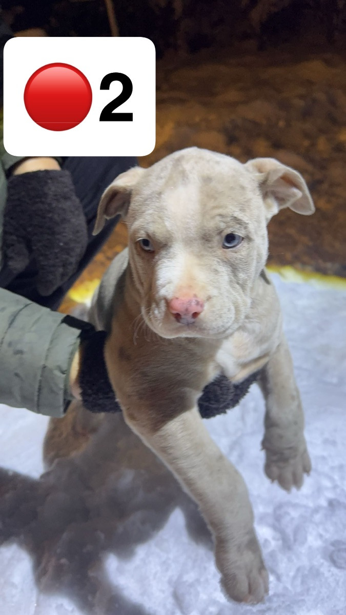 American Bully · 2025-09-24 · Helsingborg · Admir M.