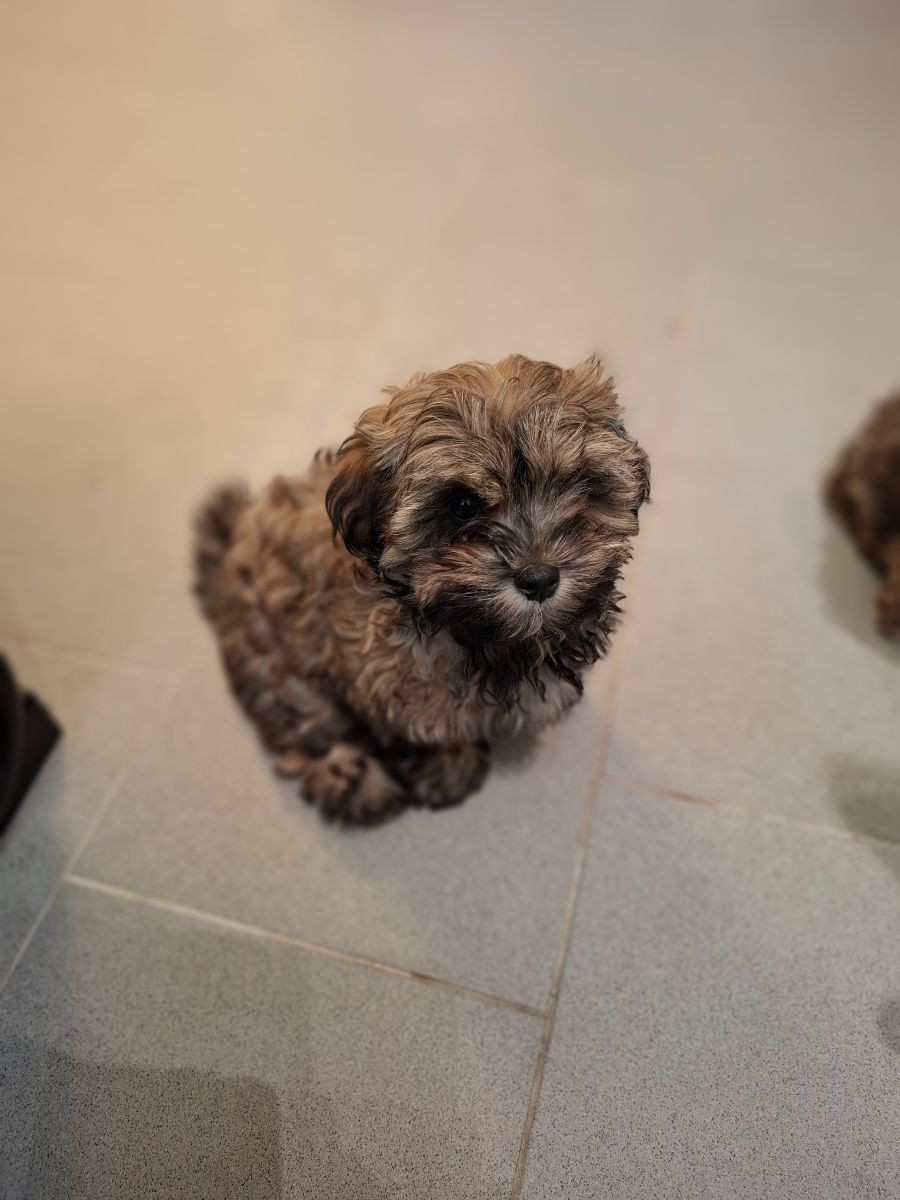 Russisk tsvetnaya bolonka