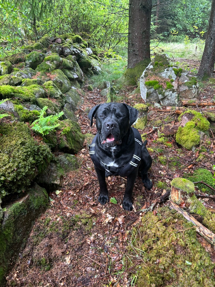 Dvärgpinscher