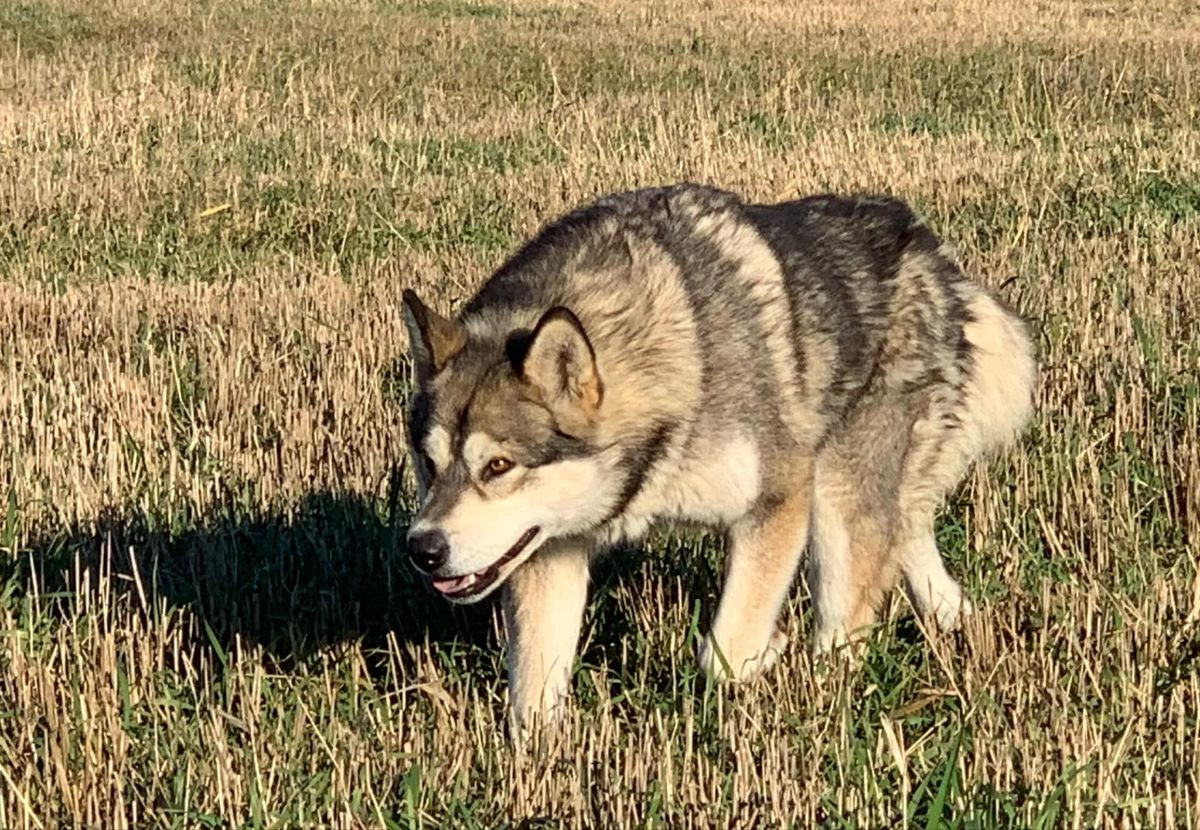 Alaskan Malamute