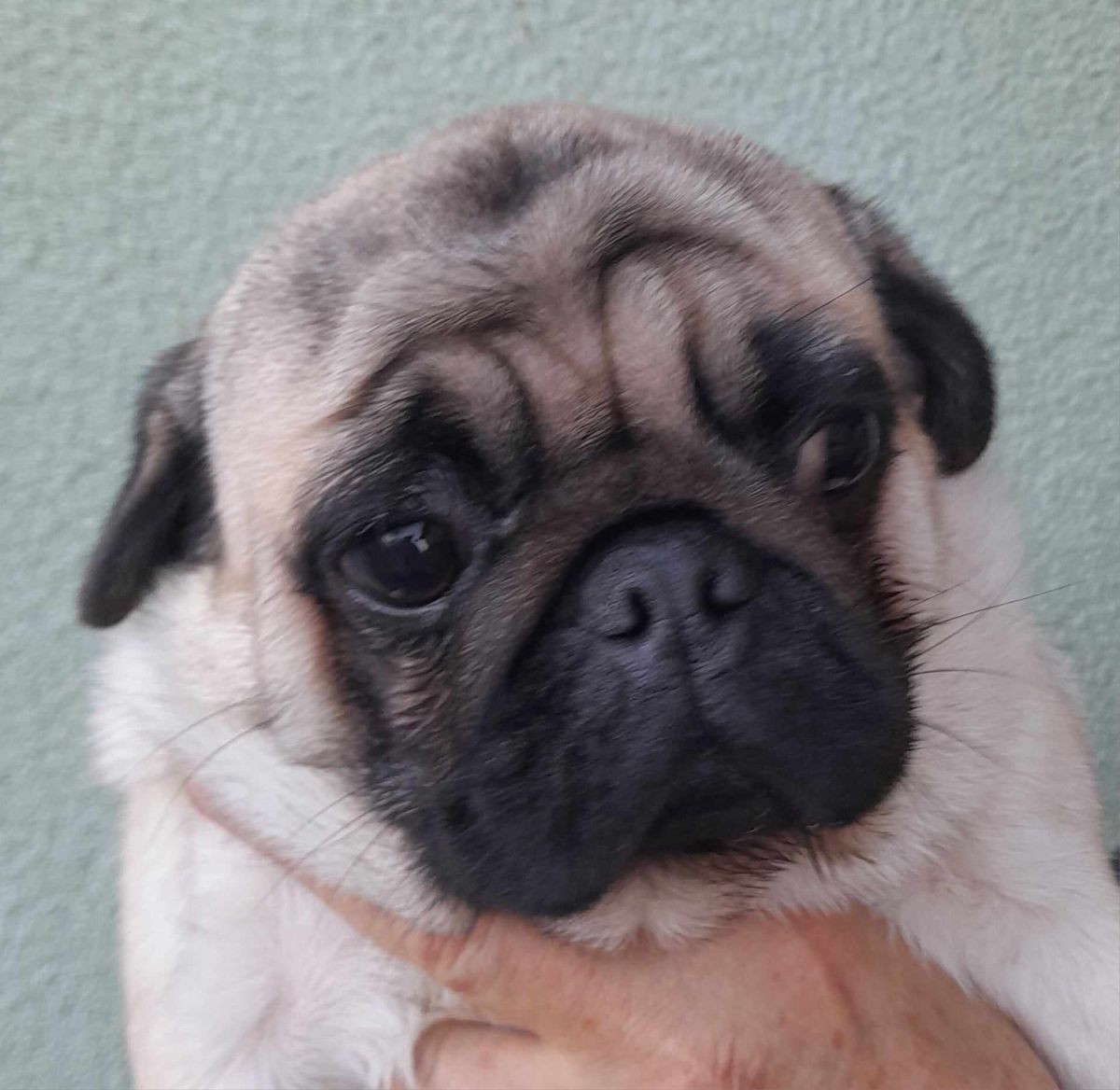Pug