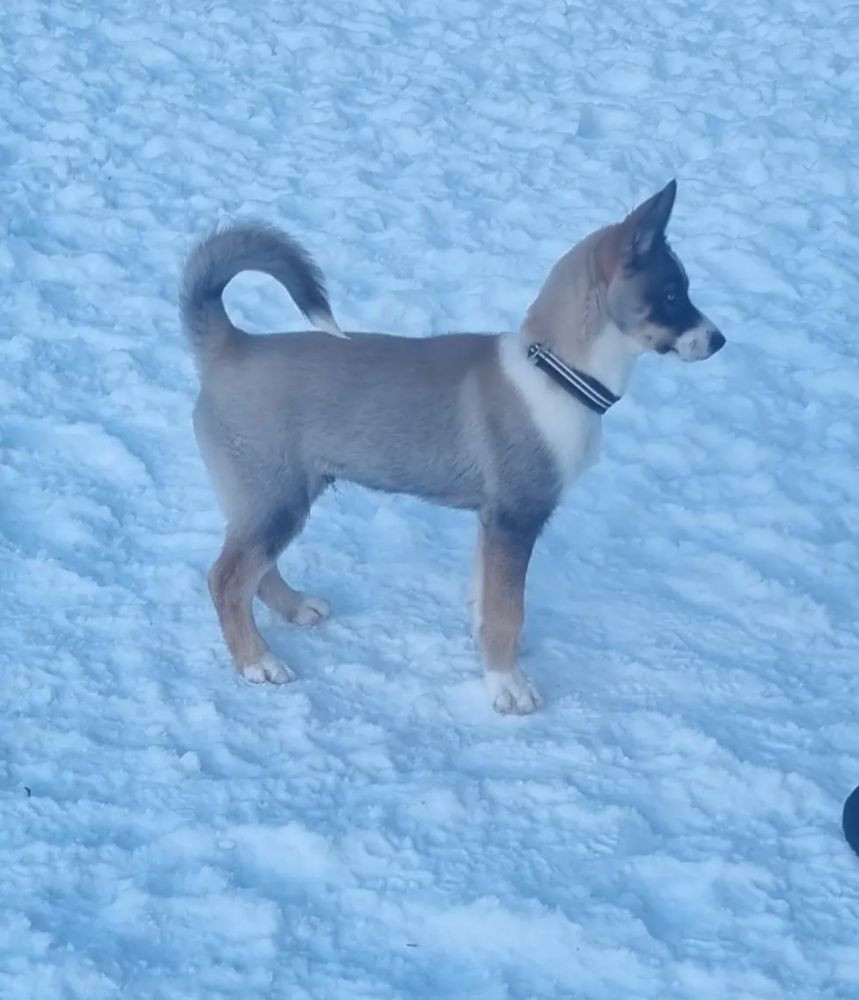 Siberian husky