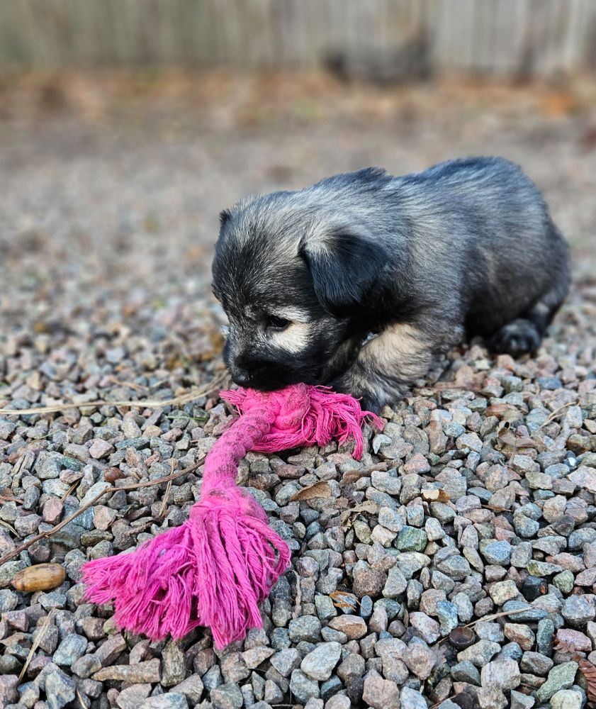 Tiny Winne