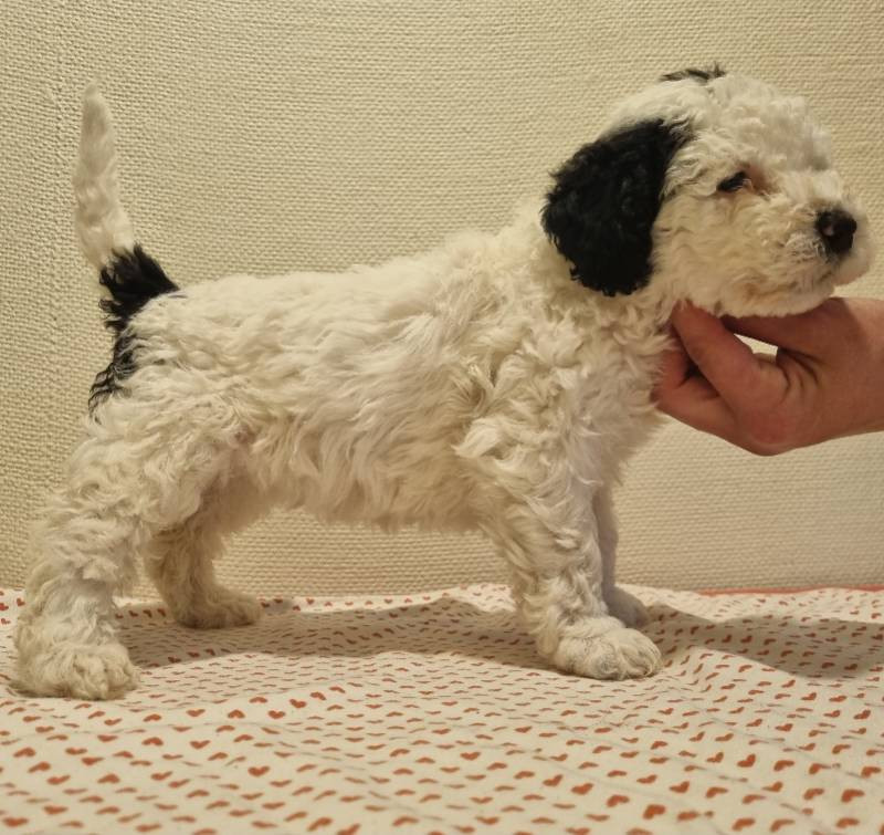 Team Perro