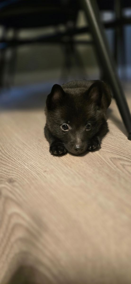 Schipperke