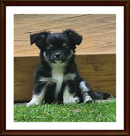 Glädjetorpets