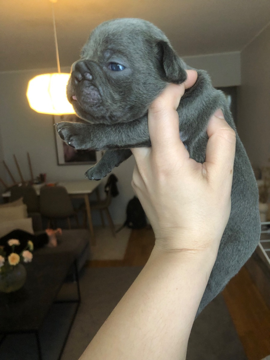 French Bulldog
