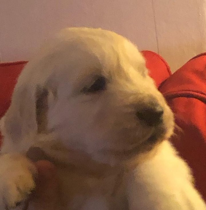 Golden Retriever