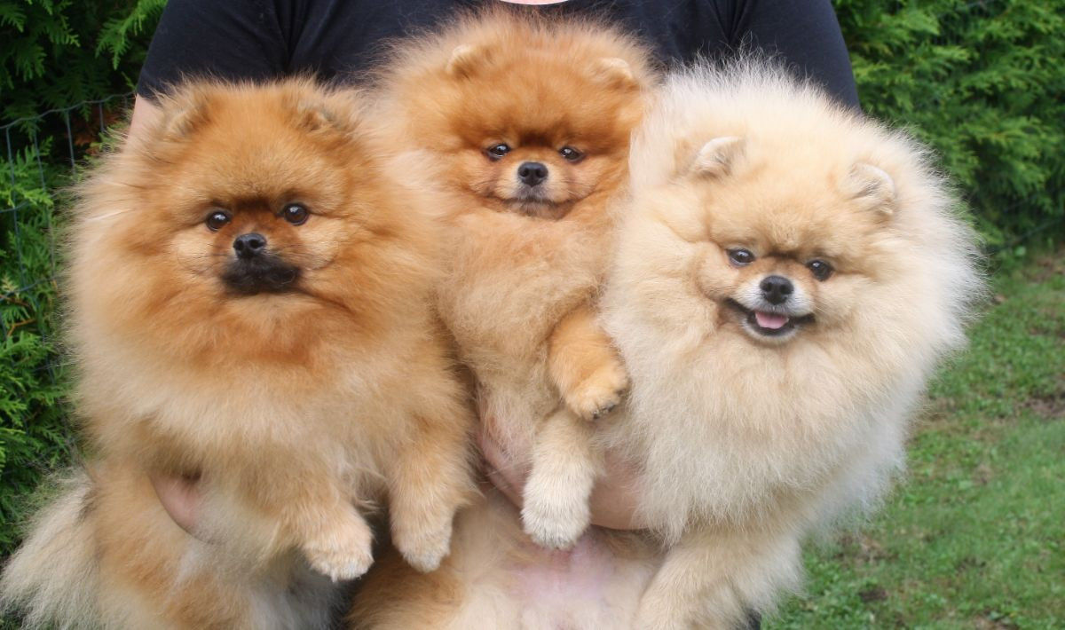 Black Orange's Pomeranian