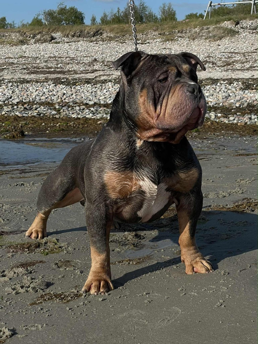 American Bully · 2026-01-14 · Karlstad · Zusanna D.