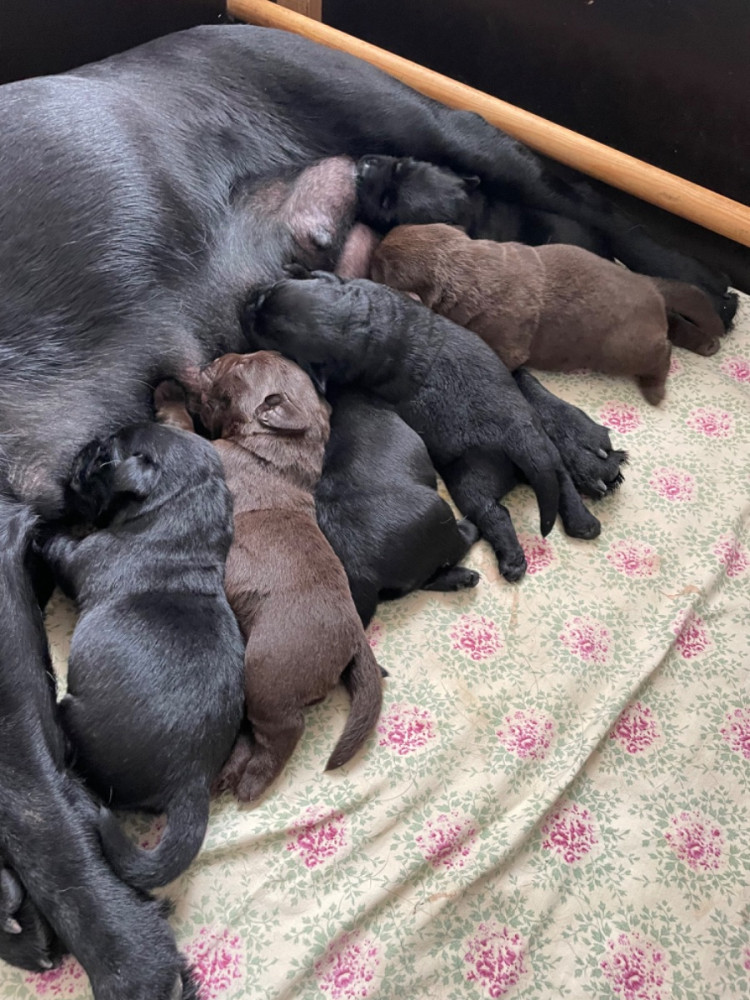 Labrador Retriever