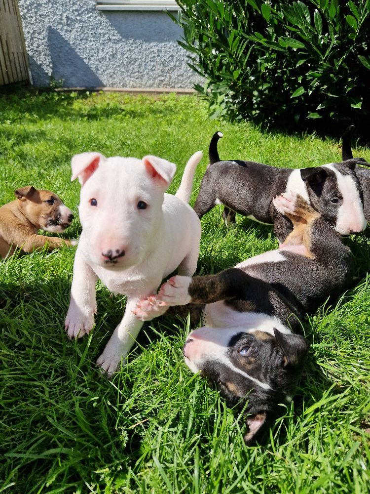 Miniature Bull Terrier