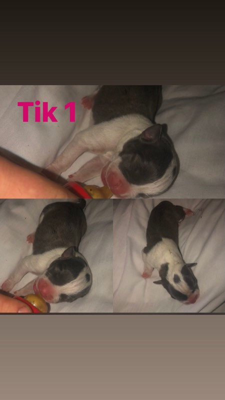 American bully