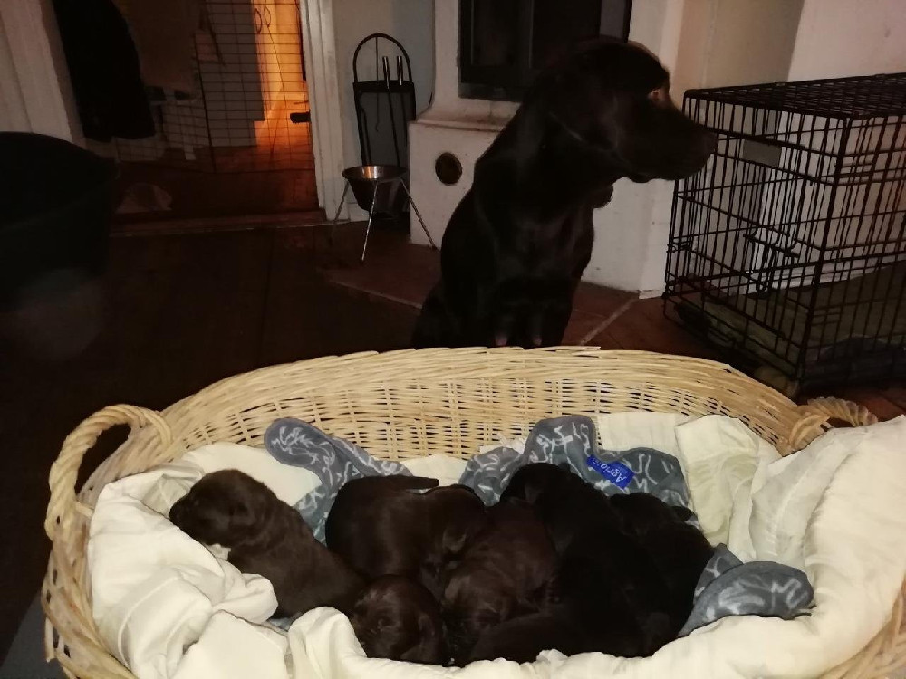 Heading's kennel