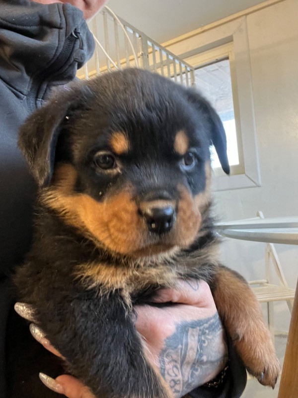 Black magnificents kennel
