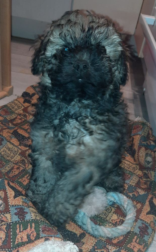Xaida'z kennel