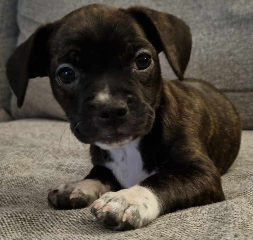 Engstaff,fransk bulldog,amstaff