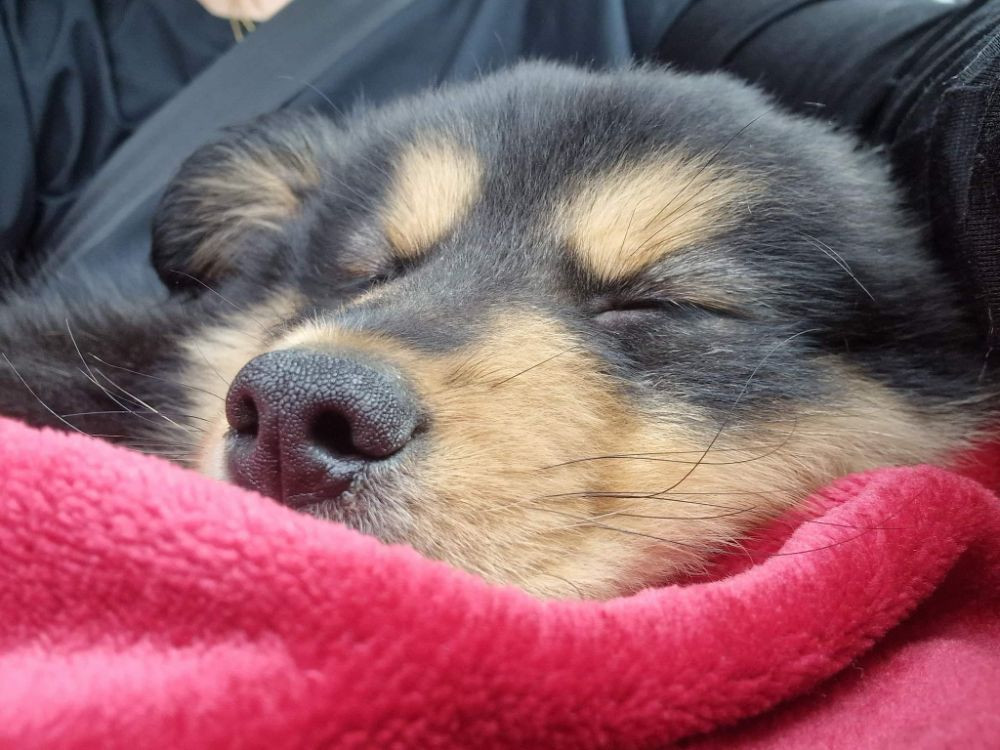 Finnish Lapphund