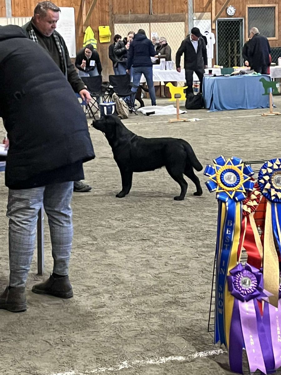 SE VCH Farthingale Du Måste Finnas