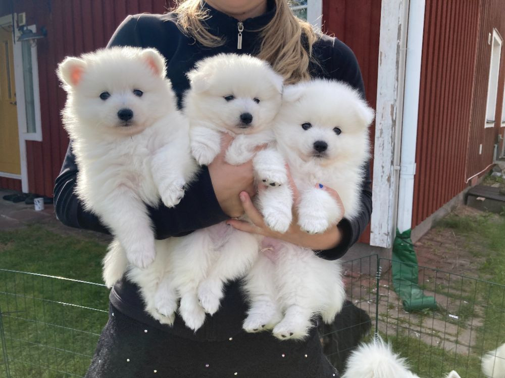 Japanese Spitz