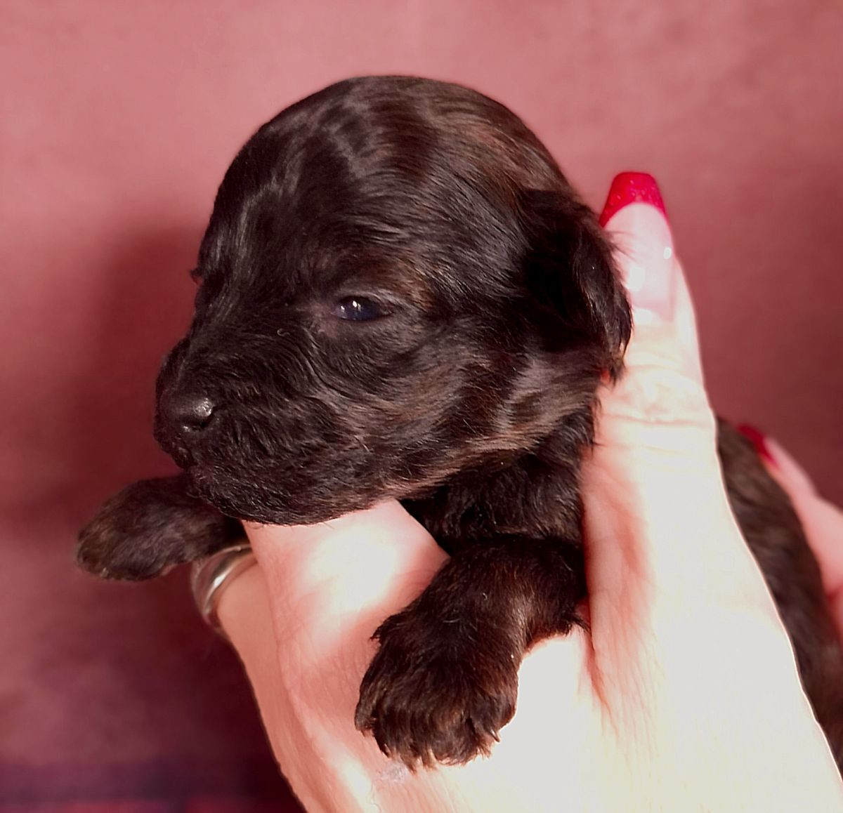 Shitzu Pudel · 2025-12-14 · Påarp · Jonas R.