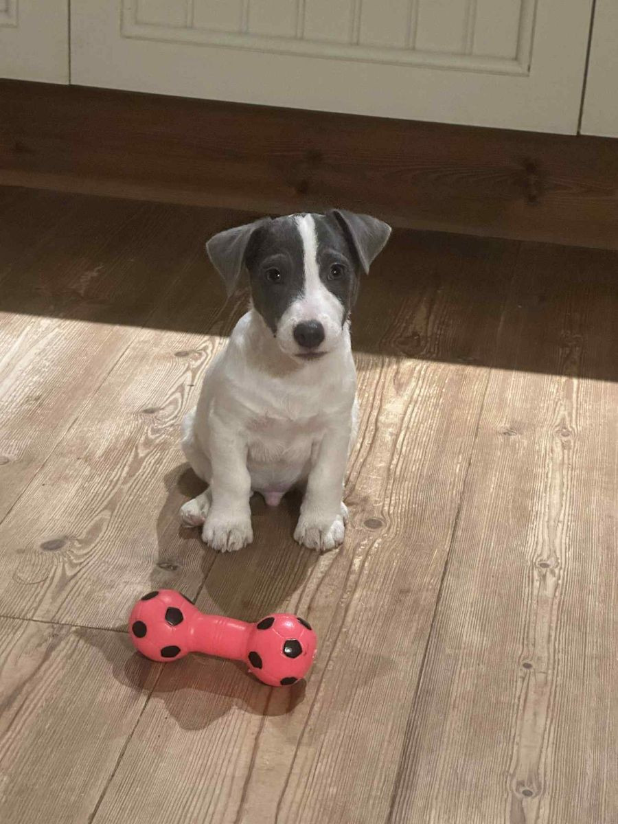 Jack Russell Terrier