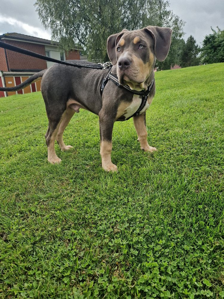 American Bully