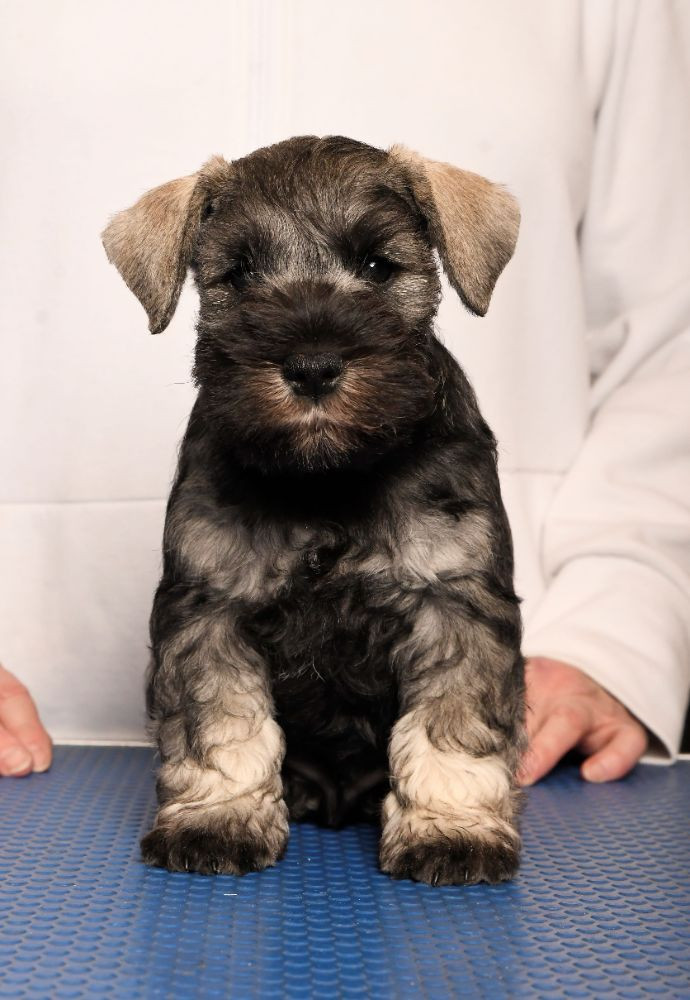 Schnauzerzone