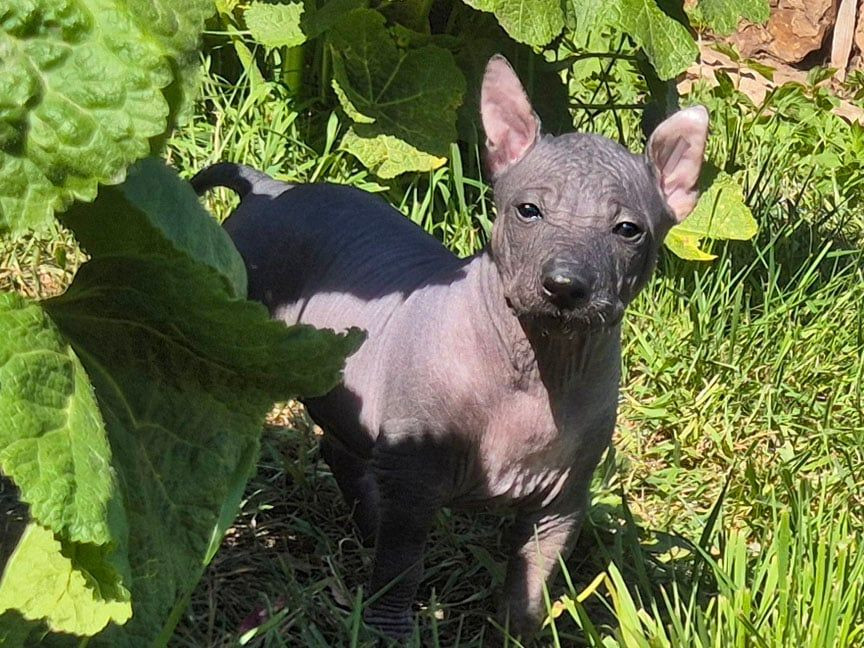 Xoloitzcuintle