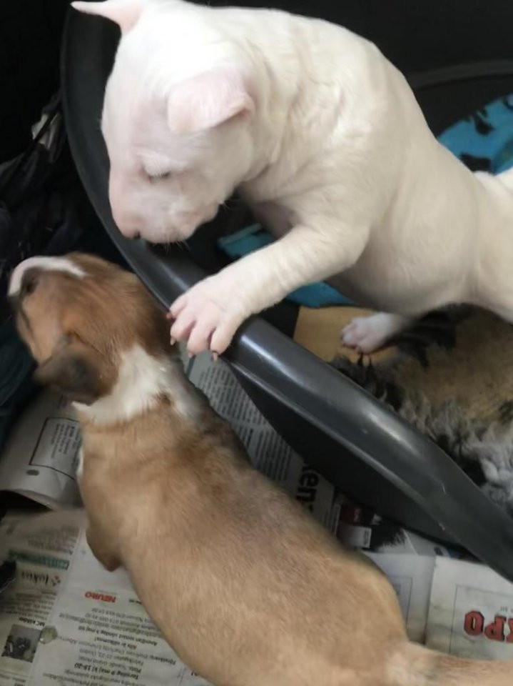 Miniature Bull Terrier