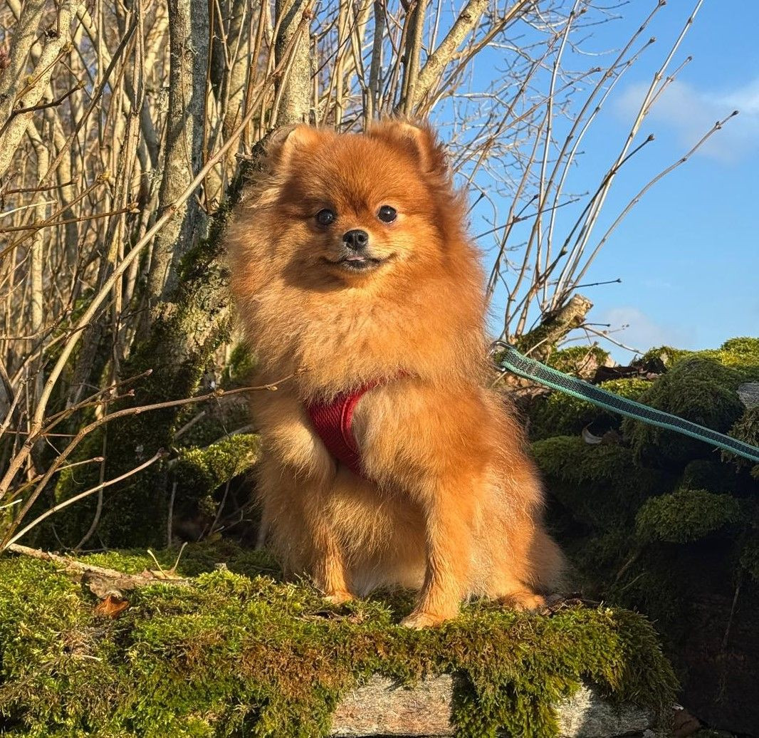 Black Orange's Pomeranian