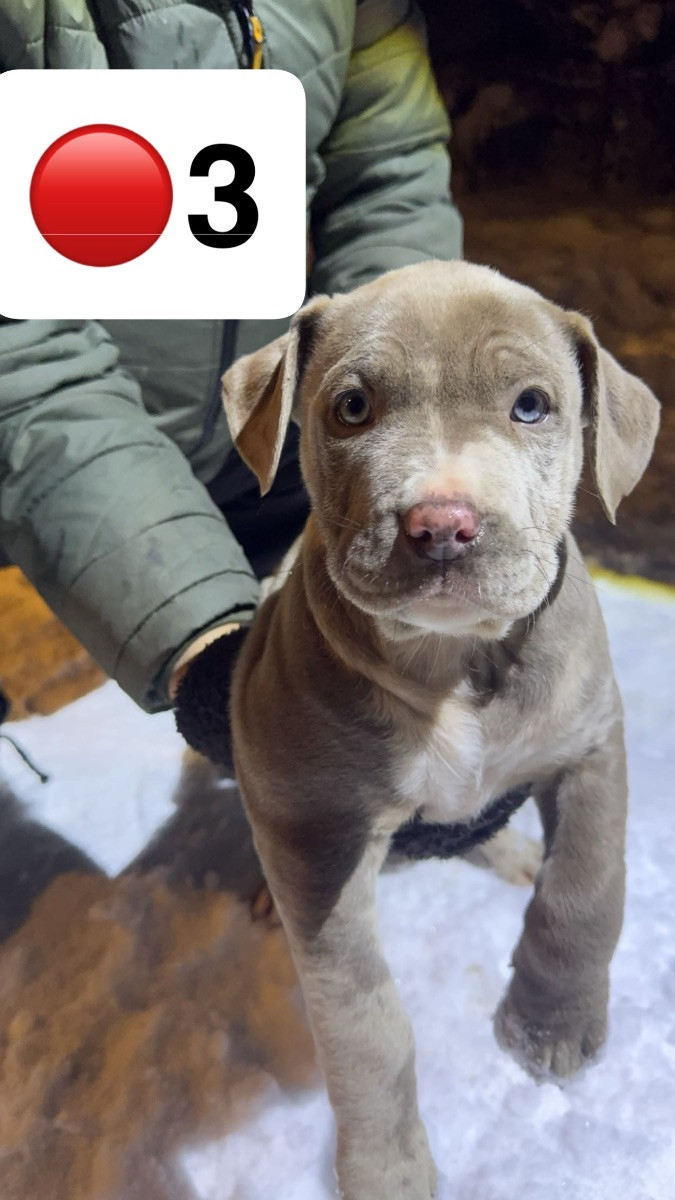 American Bully · 2025-09-24 · Helsingborg · Admir M.