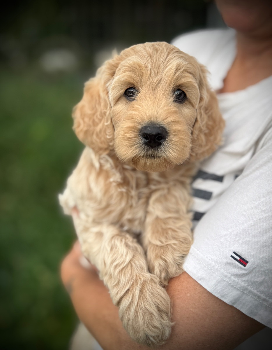 101 Labradoodles