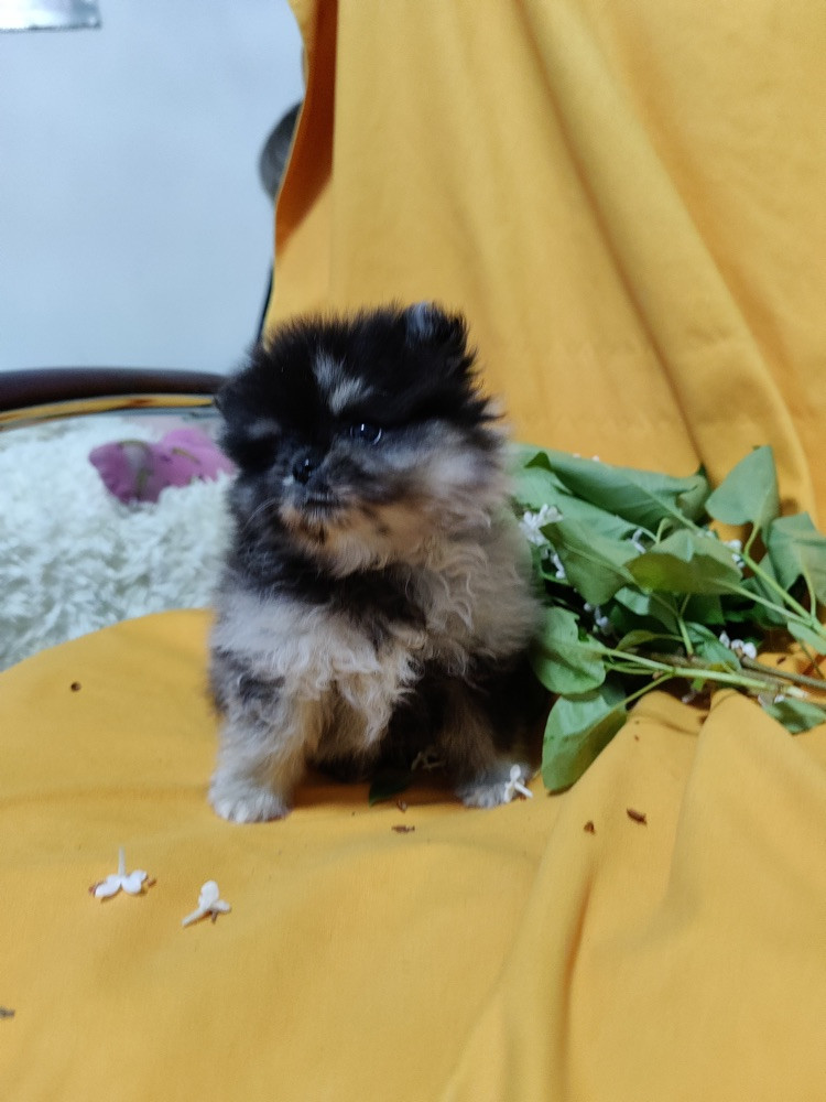 Pomeranian