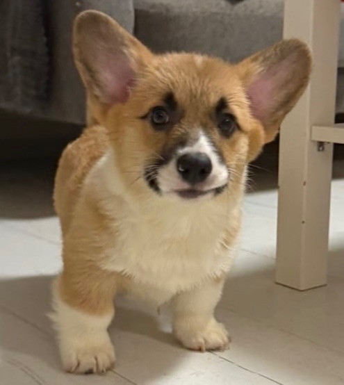 Welsh Corgi Pembroke · 2025-09-25 · örkelljunga · Alisa M.