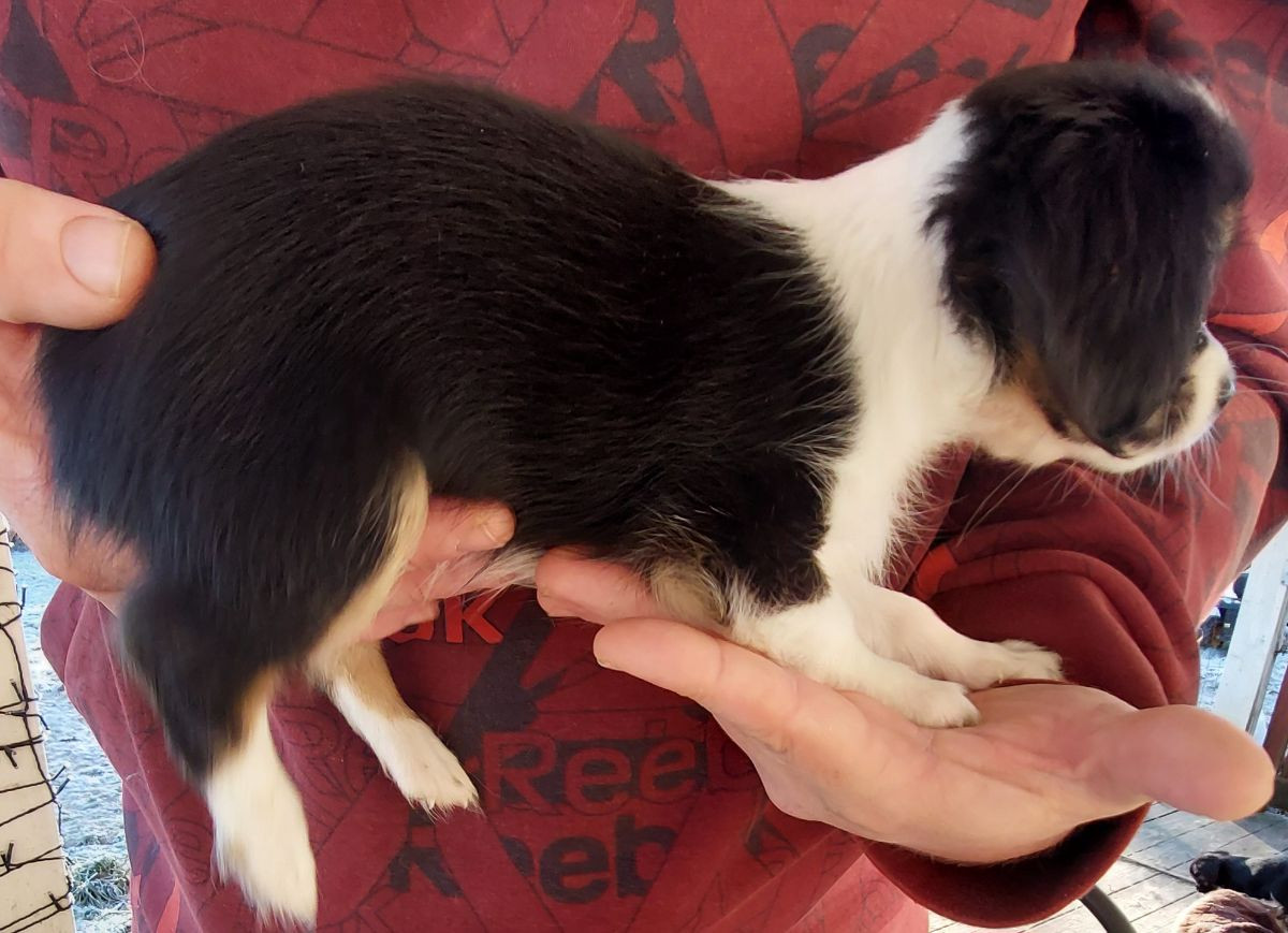 Chilier Cavalier · 2025-09-21 · Skinnskatteberg · Helene L.