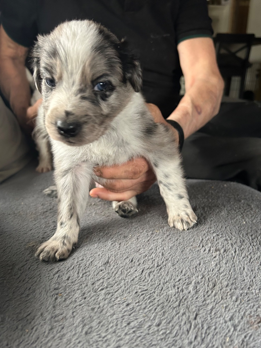 Bordercollie/Wachtelmix