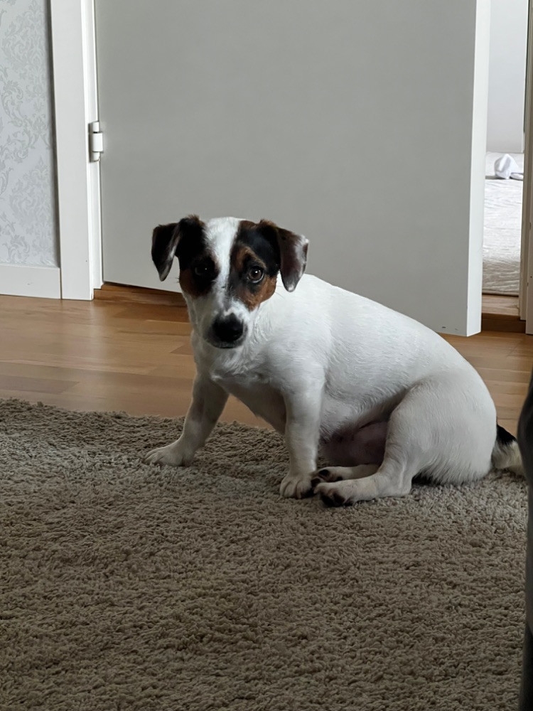 Jack Russell Terrier