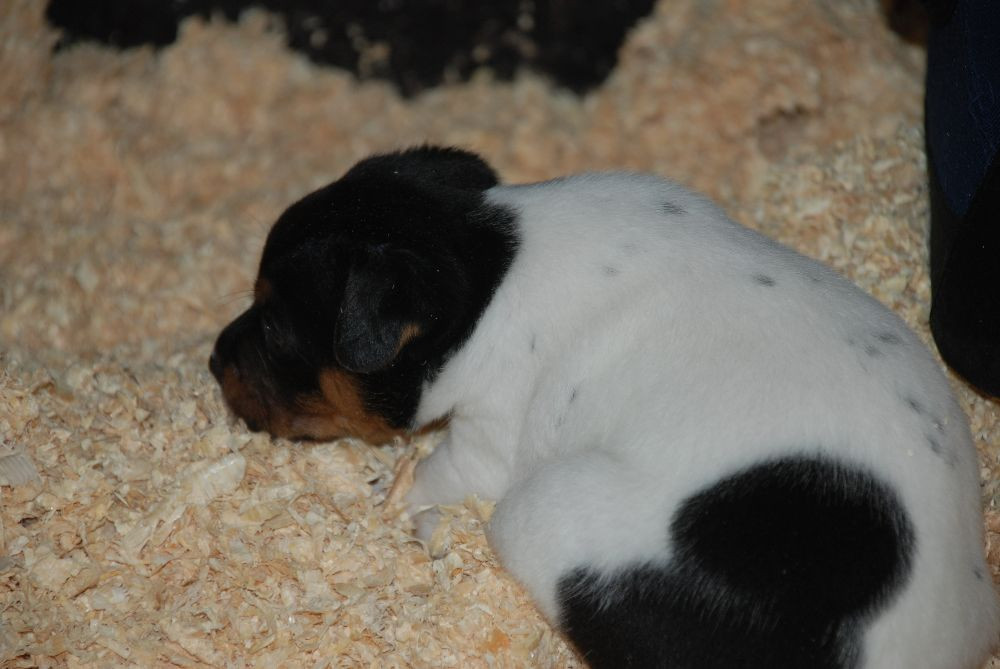 Danish Swedish Farmdog
